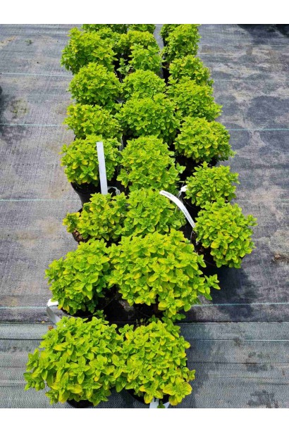 Материнка звичайна Ауреа - 3л/вис.10-15см/Ø20-25см